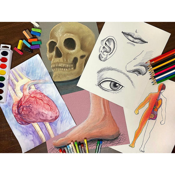 HOMESCHOOL ART SERIES - Human Anatomy Homeschool Art Box I Create Art 